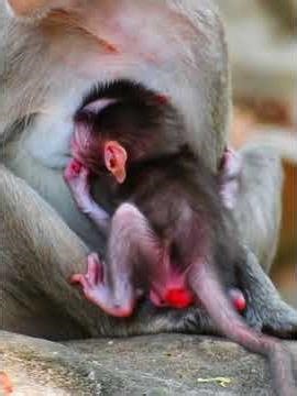 Tiny baby monkey hug mom getting milk