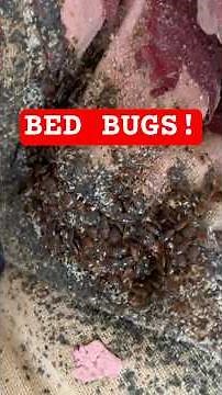 PROOF DIATOMACEOUS EARTH IS THE WORST IDEA EVER FOR BED BUGS #bedbugs #diatomaceousearth
