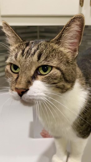 36K views · 908 reactions | I'm on Threads as @mr.kitters.the.cat. Install the app to follow my threads and replies. https://www.threads.net/@mr.kitters.the.cat | mr.kitters.the.cat | Facebook