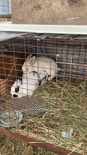 Rabbit Breeding Season Tips for Homesteading