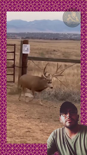 18K views · 66 reactions | لماذا اختار المرور من هذا المكان رغم وجود مقطع بلا حاجز سيظهر في نهاية الفيديو؟ Why did he choose to pass through this spot even though there’s an open edge with no barrier that appears at the end of the video? #animals #foryou #fyp #fouryou #viral #fb #reels #barrier | Ifikhch Abdelfatah | Facebook