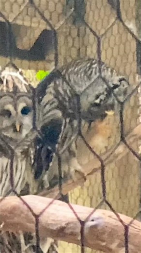 Barred Owl scratching at Flamingo Gardens Wildlife Sanctuary