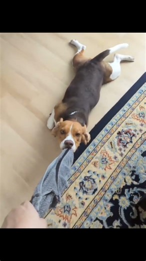 #petsfofinhos #pets #cachorrosdivertidos