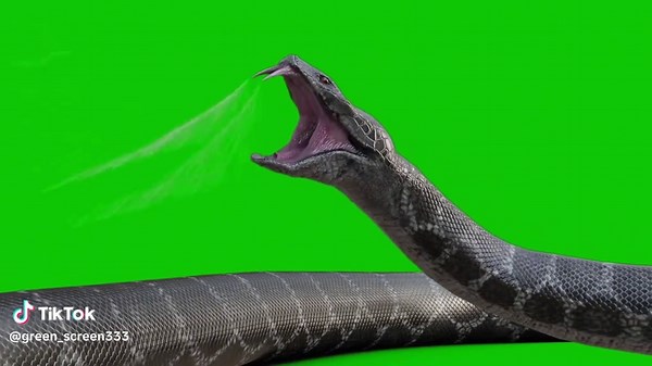 Viper #viper #snake #greenscreenchallenge #greenscreen #greenscreenvideo #greenscreeneffect #foryou #pfy #fyp