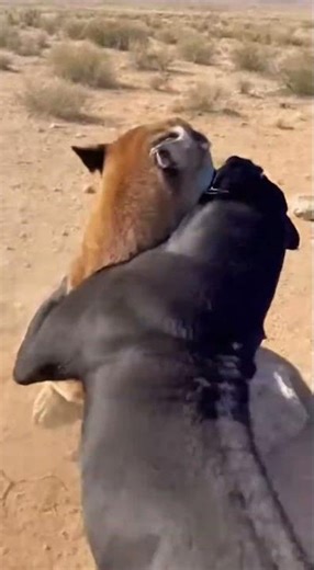 Kangal Dog Locks Cougar in Brutal Wildlife Clash