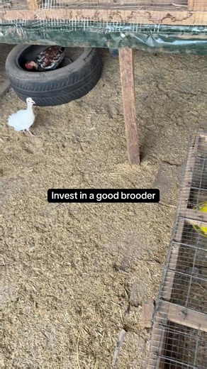 The Importance of Brooding for Your Birds' Future
