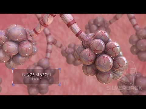 Lungs Alveoli Medical Animation