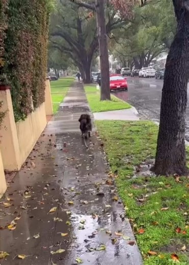 Clyde Takes JoJo On A Chase #ChrisHughes #JojoSiwa #CoJo #JoelleSiwa