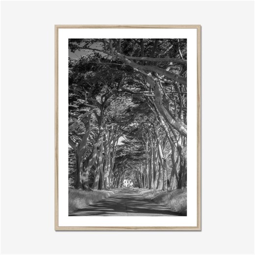 Cypress Tree Tunnel Photography Print, Black and White California Photo - Etsy