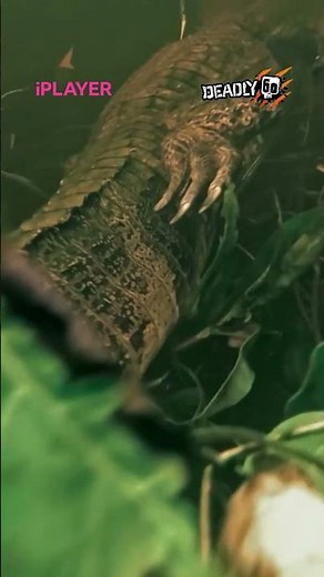 Trailing a caiman close enough to see its scales vanish into weeds and shadow. 🎬 Deadly 60