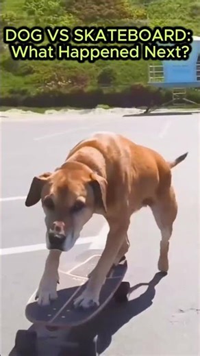 Secret Trick (GOOD BALANCE) That Teaches Your Dog To Skateboard Perfectly!🐩🐶