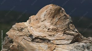 Petrified forest in which tree trunks have fossilized. Silicified trunk have been preserve in life position. Algal stromatolite observed upon stumps branch fossil geological heritage prehistoric bole