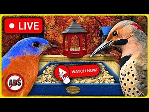 🔴LIVE Bird Feeder Cam | 🚫 Ad-Free Birdwatching Live | Thanks for Watching🙏