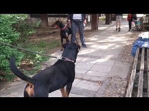 Doberman Pinscher vs Rottweiler