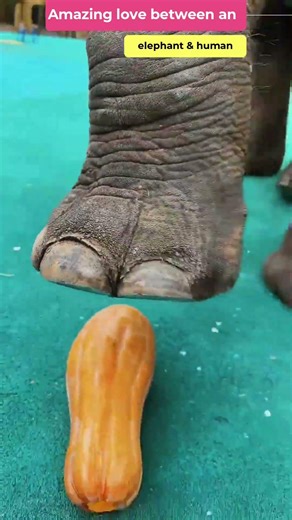 Amazing love between a man & an elephant 😱 #voice_reaction #in_english #usa #america