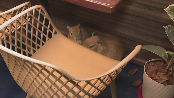 Coffee with capybaras: new café experience coming to Coeur d'Alene
