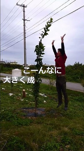 昨年4月に植えたレモンの苗木、一年を待たずにこんなに大きくなりました。#自然栽培 #果樹園 #道法スタイル #垂直栽培 #道法レモン #沖縄 #農業 #琉球百花