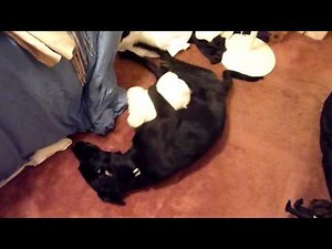 Black Lab Max humping his stuffed animal laying down