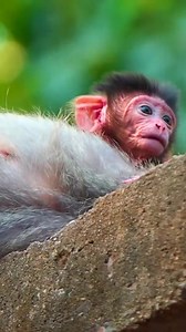 #monkey #monkeys #monkeybusiness | Wild Monkey