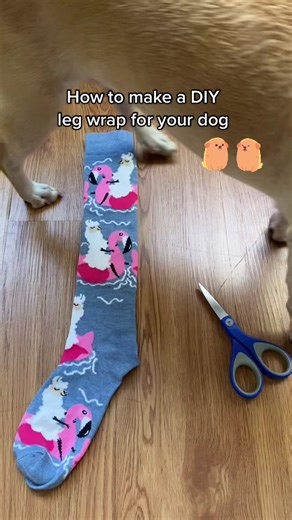 DIY Dog Sock Bandage: Back Leg Sleeve for Injury Treatment