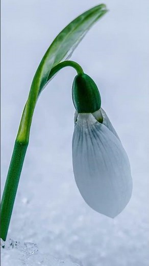 What Snowdrops Are Actually Named After #gardening #gardeningtips #flowers