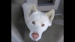 SAD and HEARTBREAKING...Dwayne has been euthanized by OC Animal Care. 12/21/23. RIP CODE RED - EUTH LISTED! Beautiful Dwayne needs a rescue commitment by 12/18/23 or he will face euthanasia by OC Animal Care. Dwayne was found going in and out of traffic on Harbor and South in Anaheim. Reporting party was able to approach dog without issues and take it home. RP said dog ate well and did not display any negative behavior. Dwayne does not have any owner information, but he is healthy and in good co