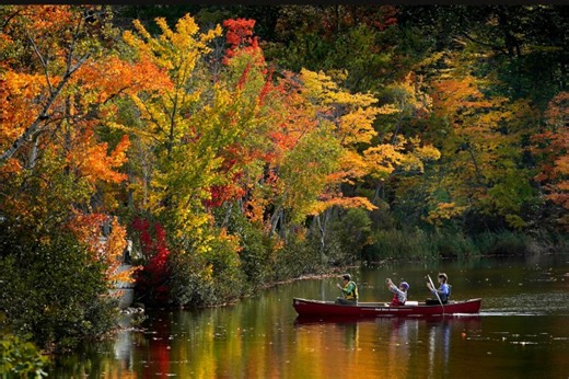 Why are leaves changing color so early in the Northeast?