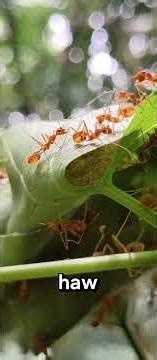 #AntFacts #FunFacts #DidYouKnow