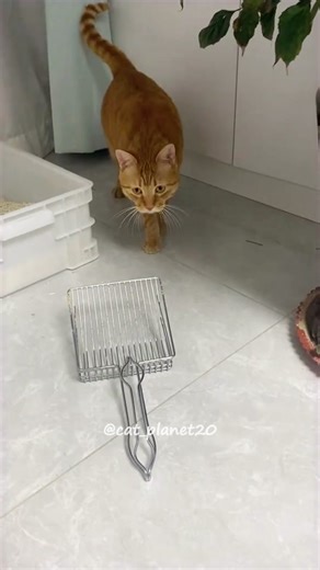The cat who can parkour🥰🥰🥰#cats #cats #catsoftiktok #tiktok #foryoupage #funny #catlover #fypツ #funnytiktok