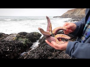 Marine Science Looks to the (Sea) Stars