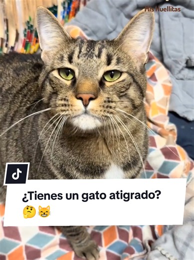 Curiosidades sobre gatos atigrados: 5 datos que no sabías