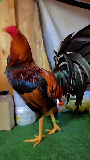 62K views · 3.2K reactions | Albany RandR | R and R gamefowl of Alabama | Facebook