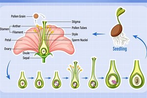 Bagian-Bagian Bunga dan Fungsinya, Materi IPAS Kelas 4 SD Kurikulum Merdeka - Bobo