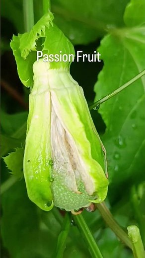 Passion Fruits Success #backyardfarming