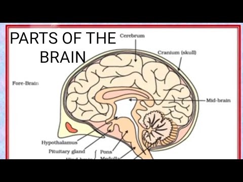 Part of the brain & functions, Control and coordination class 10
