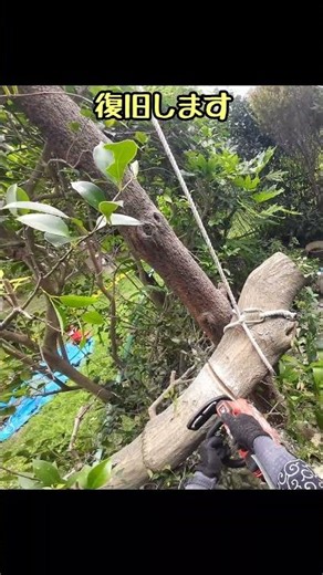 倒木の解体撤去！