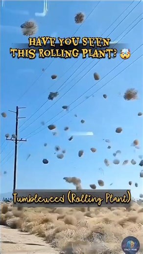 This Plant Moves on Its Own😱#Tumbleweed Mystery #facts