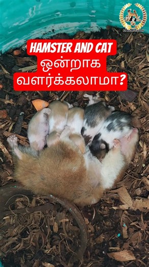 Hamster and cat ஒன்றாக வளர்க்கலாமா? #hamster #cat #pets #fish #shortsfeed