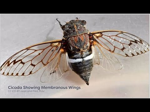 Module 04.06 Insect Wing Modifications | types | entomology lectures | notes | entomological hub