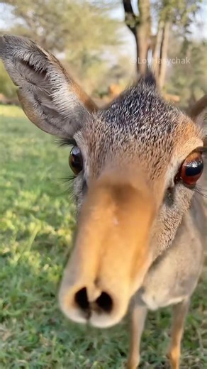 Meet the Dik-Dik #animals #cute #shorts