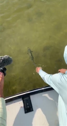 Bonerrrrr #bonefish #flatsfishing #inshorefishing #fishtok #youtube #TimeWarpScan #fyp