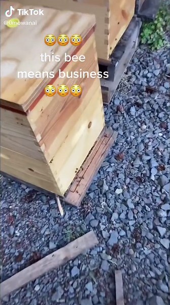 Exploring the Frequency Vibrations of Bees