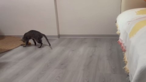 Cat Mouse Toy for indoor Cats/Dogs,Automatic&interactive Cat/Dog toy, Move with Squeak and Flashing Light,Rechargeable,smart accompany of indoor cats/dogs,stimulate instinct of hunting and exercises