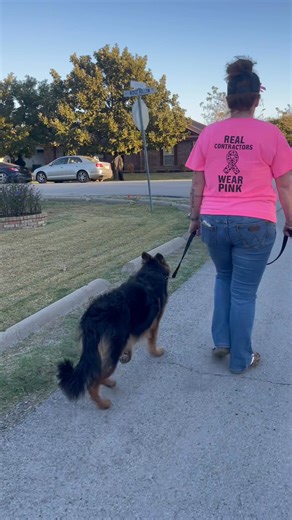 1.1K views · 17 reactions | This young shepherd had our original 2 hour lesson, they did 2 weeks of homework and today we started outside walking. It started with high energy and pulling! 15 MINUTES of real training and you have a relaxed proper heel. Enjoyable for all. | K9 Control | Facebook
