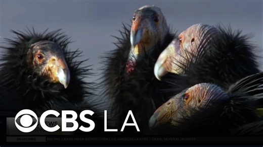 San Diego Zoo continues fight to save rare California Condor population