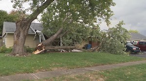Tips for spotting dying trees in your yard