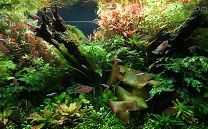 [ADAview] 放松的水上景观 -W90cm自然水族馆布局图