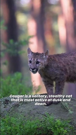 How Dangerous are Cougars? 🐱 How strong are cougars? 😾 Puma | Mountain Lion