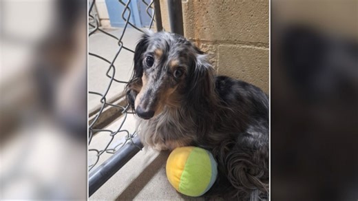 13 dachshunds rescued from ‘irresponsible’ breeder