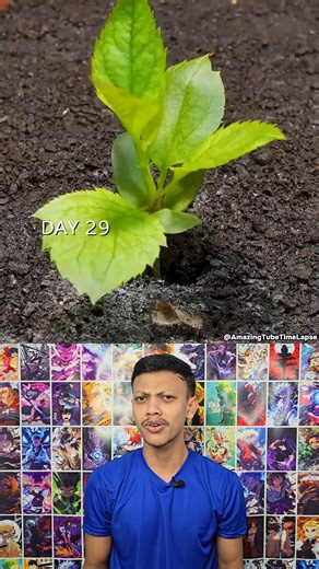 JollyForever on Instagram: "Growing an Apple Tree from Seed 🌱🍎 Ever wondered what happens when you plant an apple seed? 🌱 Watch this incredible transformation from seed to sprout! 🍏 Perfect for gardening lovers, beginners, or anyone who loves nature. 👀 Stay tuned for more plant growth journeys! #reelsvideo #jollyforever #seed #apple #growth #growing #appletree #plant #timelapse"